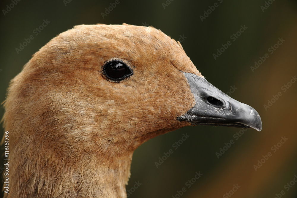 brown duck brown duck