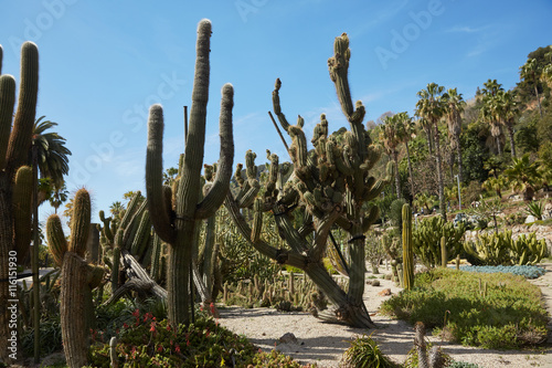 cactuses grow in Spain