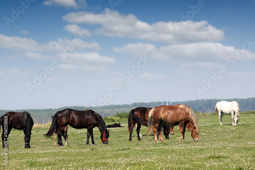 Horses on pasture summer season