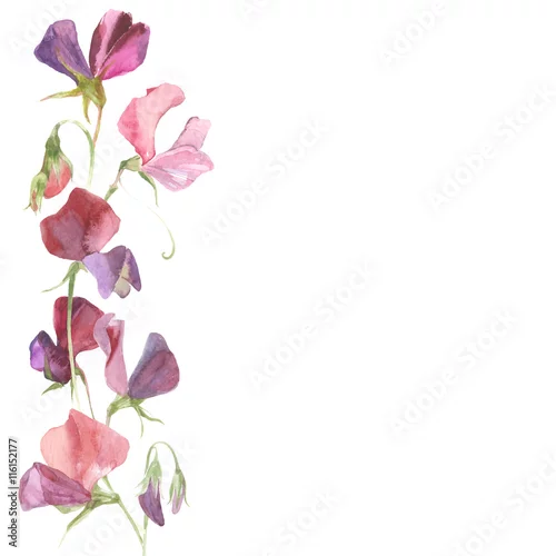 Naklejka na ścianę Tło z akwarela kwiaty groszku i miejsce dla tekstu.