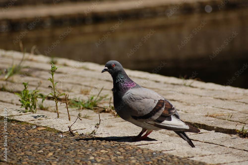 Obraz premium カワラバト2