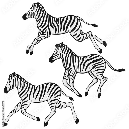 Three running zebras illustration