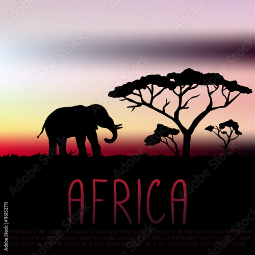 Africa illustration, elephant and acacia silhouette on sunset background
