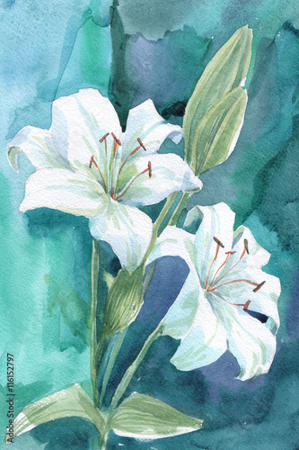 Obraz na płótnie Biała lilia akwarela ilustracja