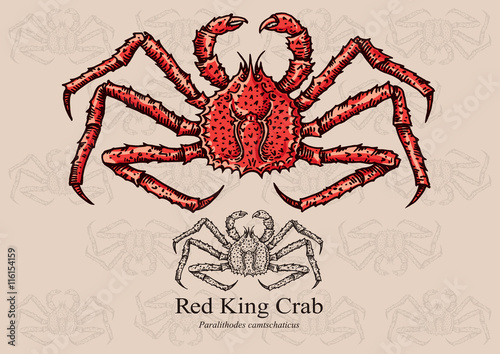 Red King Crab. Vector illustration for web, education examples, graphic and packaging design. Suitable for patterns and artwork in small sizes.
