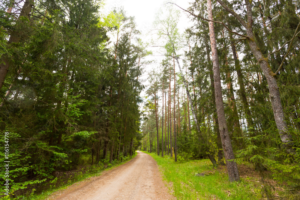 Fototapeta premium wonderful sunny day in park with green trees, grass and blue cloudy sky