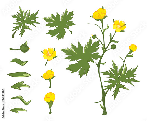 Illustration of a Set of Green leaves
