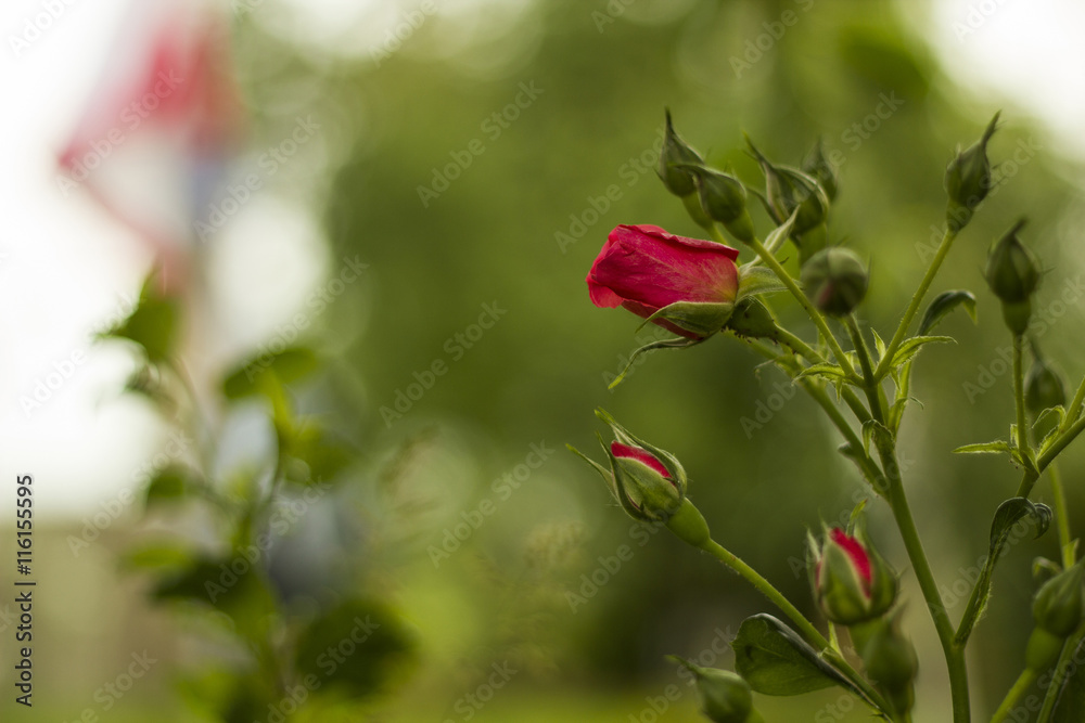 Pink roses flowers with buds in garden Pink roses flowers with buds in garden