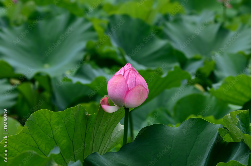 Lotus bud, Japan.
