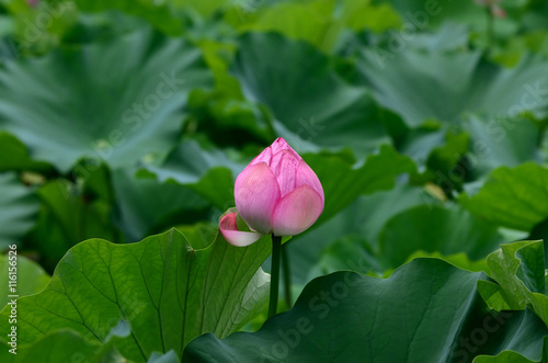 Lotus bud  Japan.