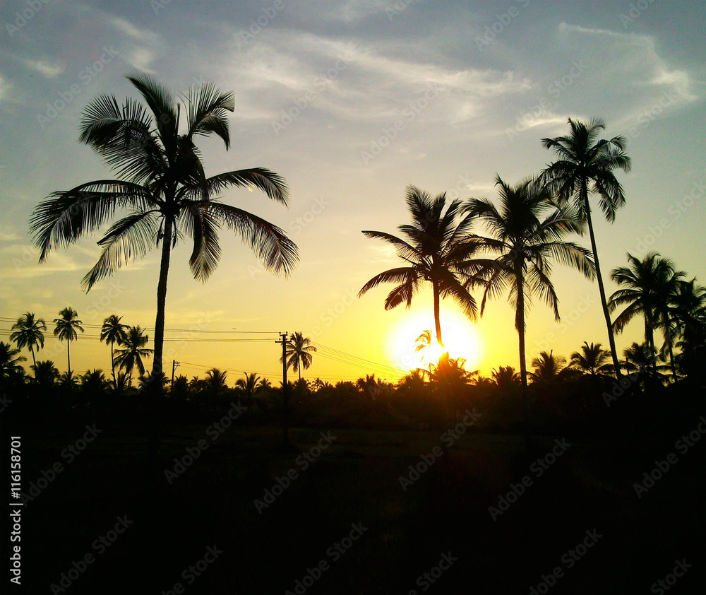 Obraz premium palm trees Tropical Sunset