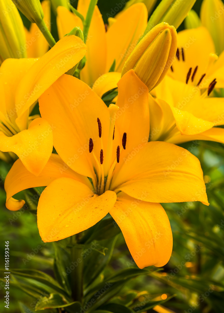 Group of Beautiful yellow lily flower in green garden. Group of Beautiful yellow lily flower in green garden.