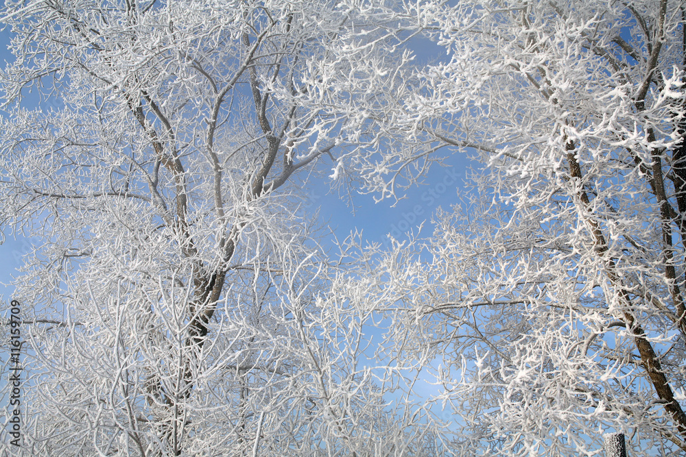 magical frost magical frost