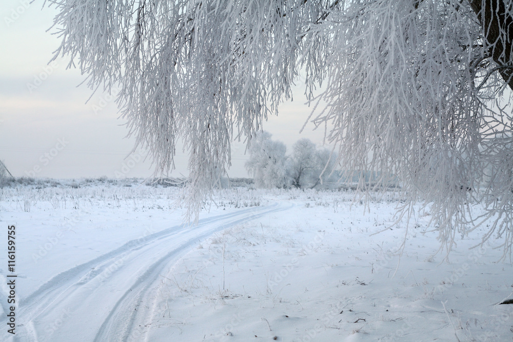 Fototapeta premium oak in hoarfrost