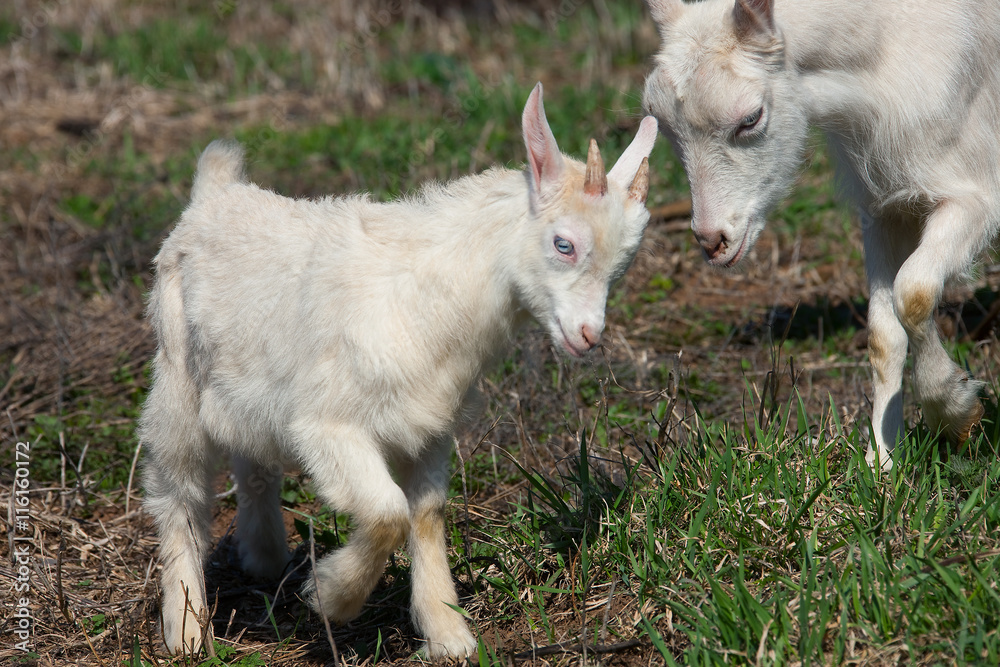 Fototapeta premium white goat