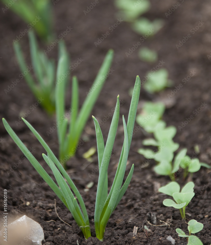 sprouts green onions on a bed sprouts green onions on a bed