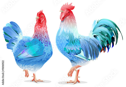 Blue Rooster and chicken female symbol 2017 by Chinese calendar