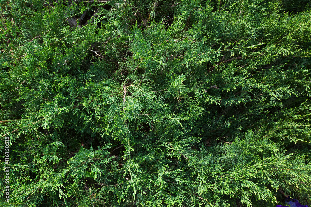 arborvitae branches arborvitae branches