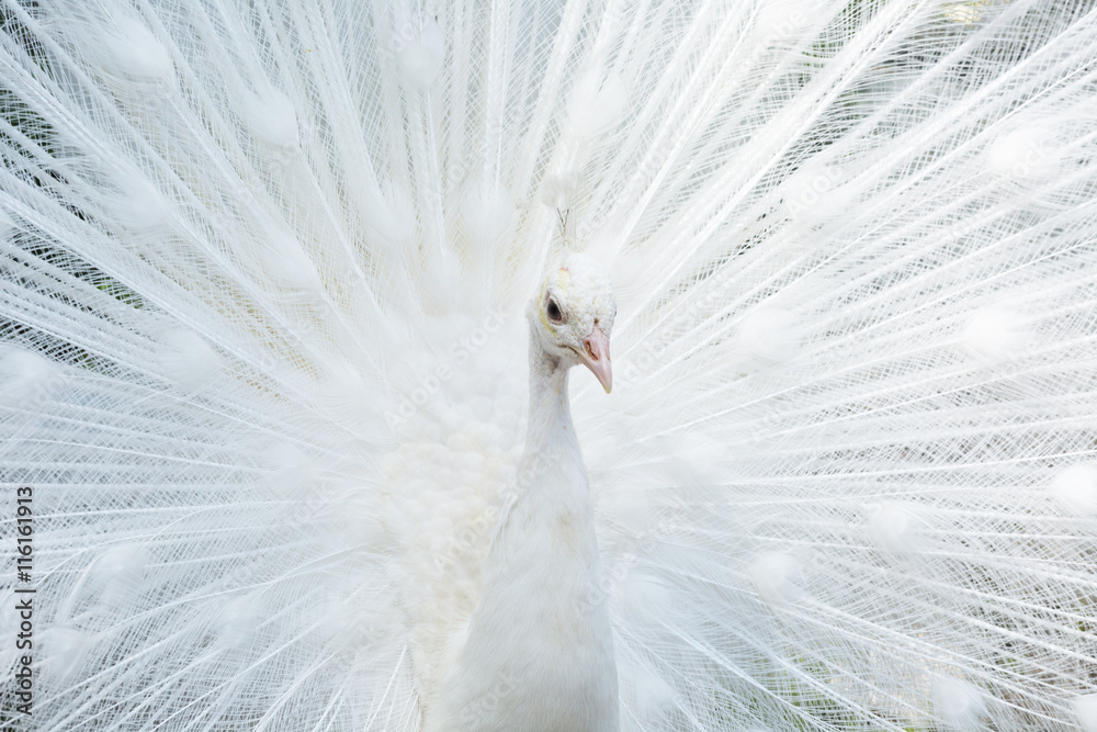 Obraz premium beautiful white peacock close up