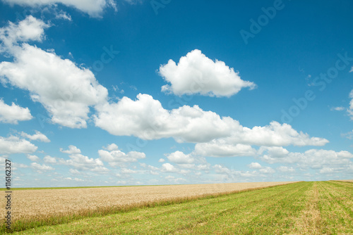 Beautiful field of wheat under the blue sky © MIRACLE MOMENTS