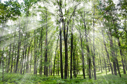 light rays in summer forest