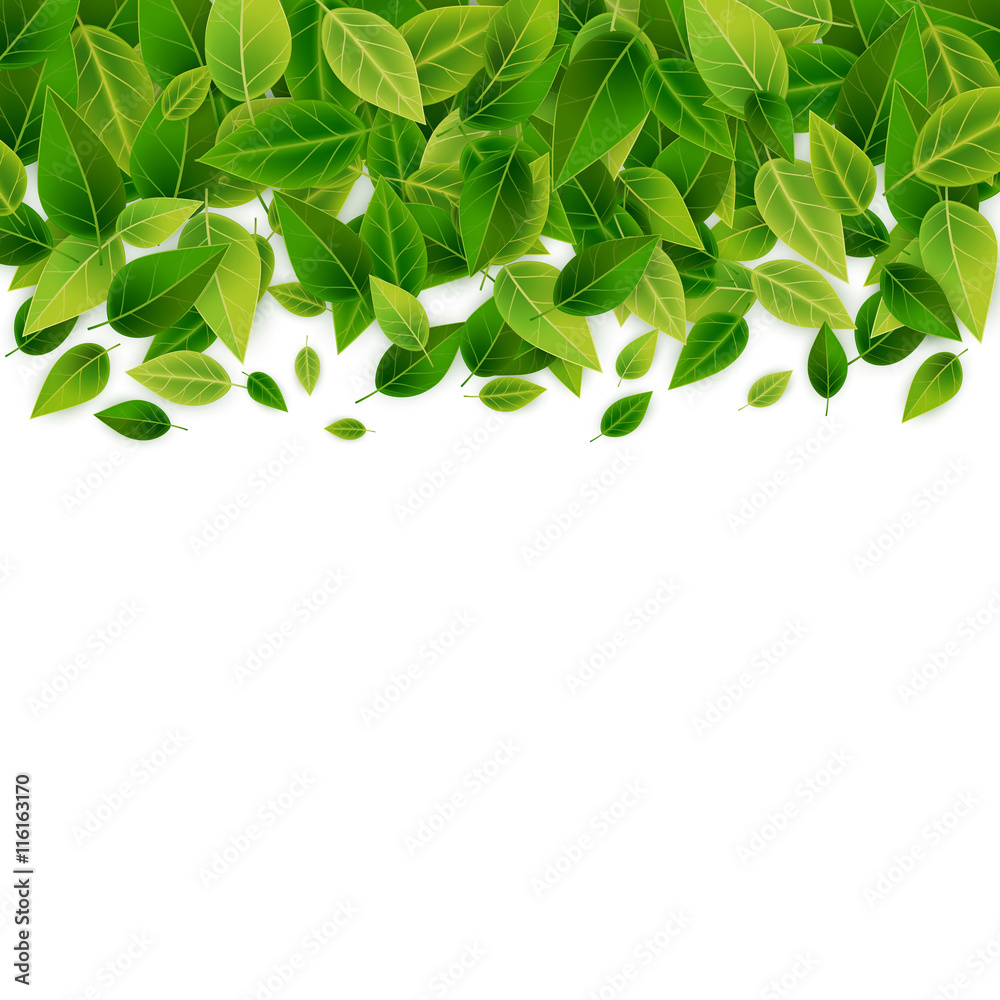 Green leaves background, vector illustration