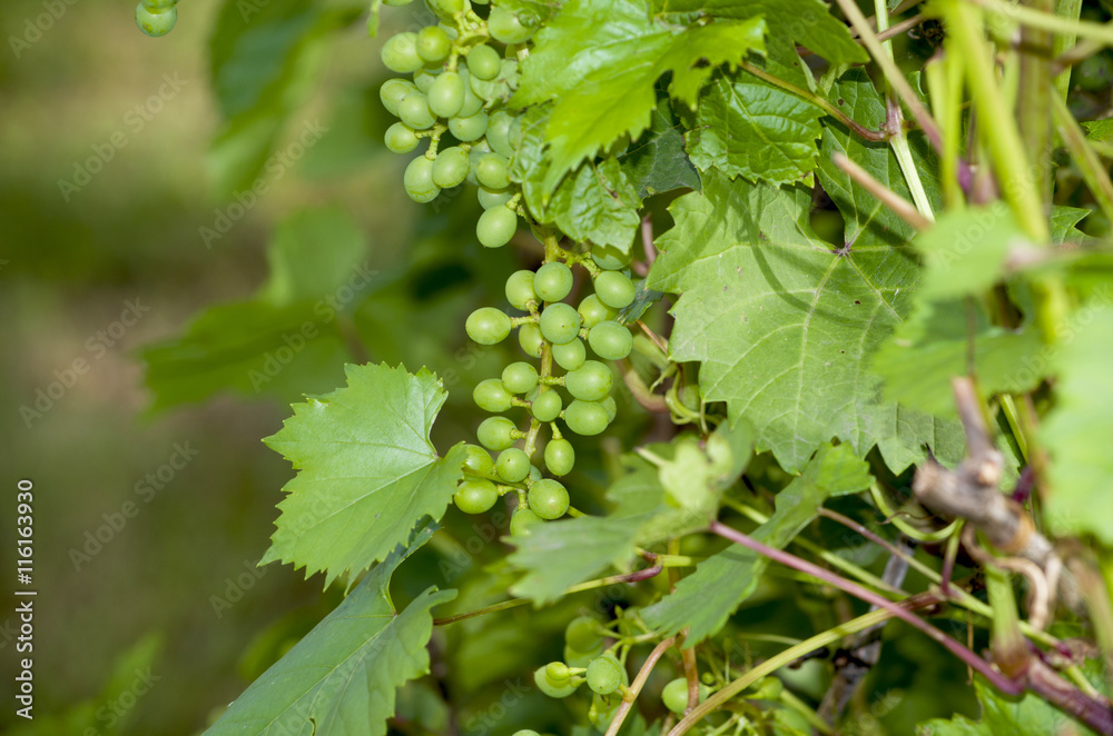 Grapes green on a bush unripe
Grapes green on a bush unripe