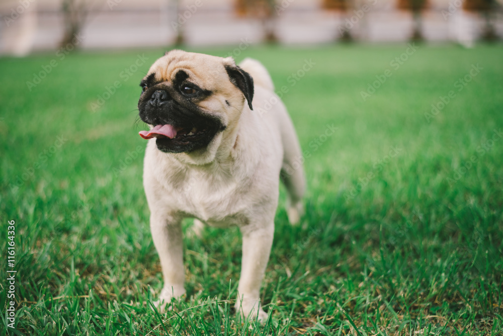 Pug Dog Pug Dog