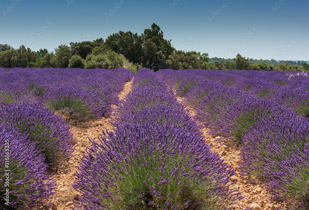 Rows of  lavender with blue sky. Plateau de Valensole, Provance, France