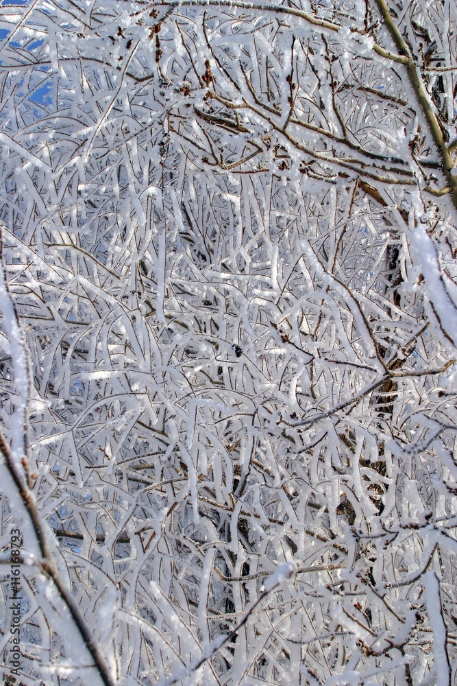 frost on the trees and bushes frost on the trees and bushes
