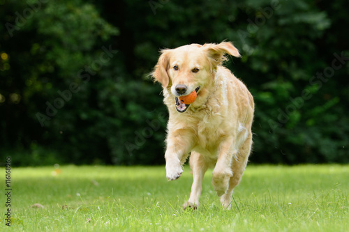 Golden Retriever spielt in einem großen Garten