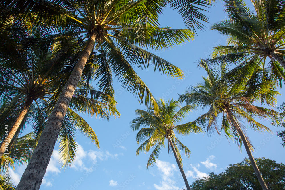 Palm Cove Trees