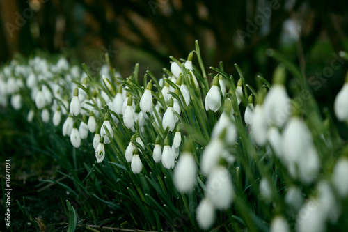 Schneegl  ckchen