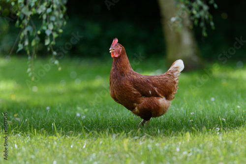 Freilaufendes Huhn in einem großen Garten
