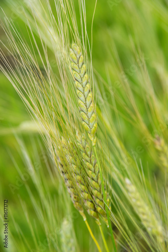 Ears of rye close-up