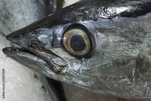 eye fish