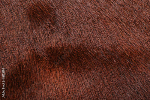 fur brown texture