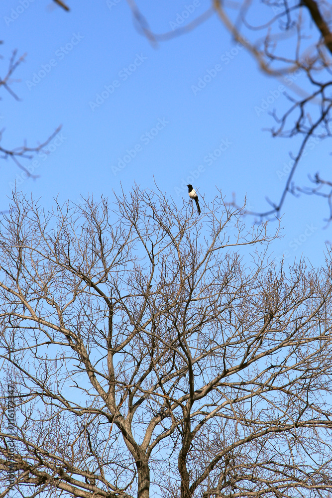 bare tree branches against the sky bare tree branches against the sky