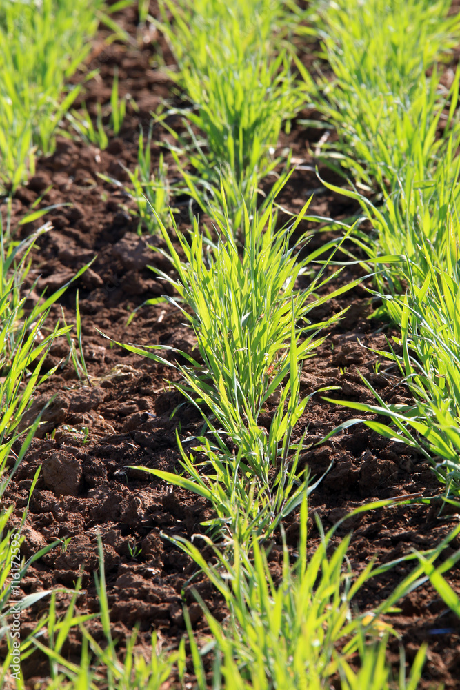 young green shoots in the field