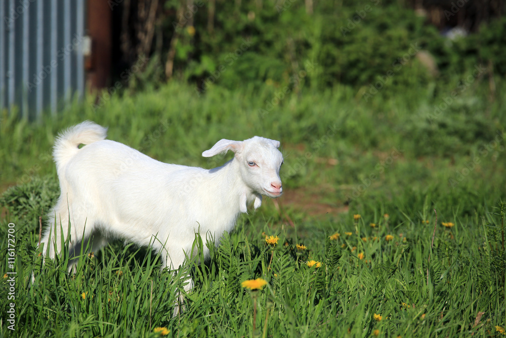 Obraz premium goatling on a meadow