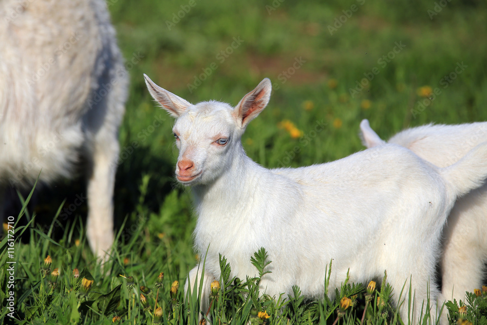 Obraz premium Goat with kids on a meadow