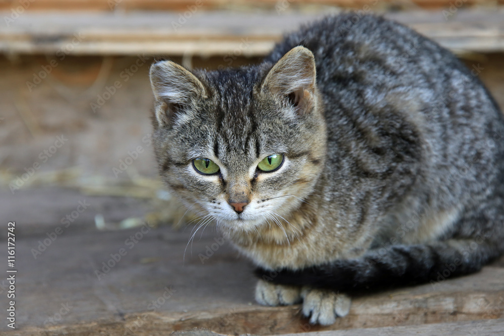Obraz premium striped kitten
