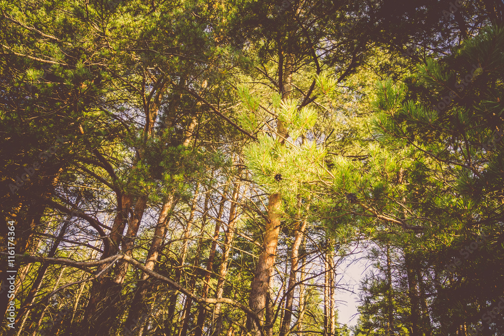 Fototapeta premium Pine Trees in the Morning Filtered