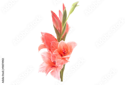 Fototapeta Naklejka Na Ścianę i Meble -  gladiolus flower