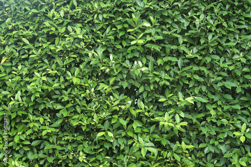Green leave texture background © ittoilmatar