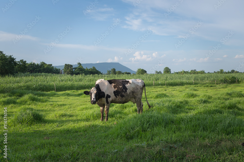 cow milk at pasture field