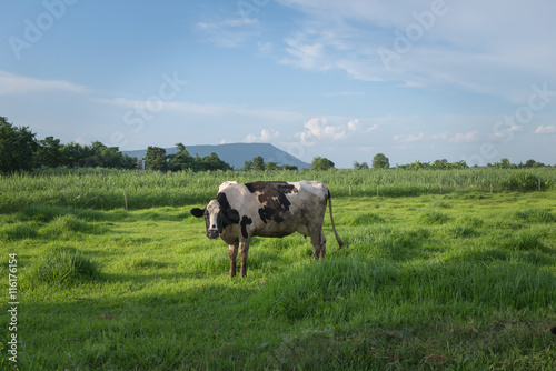 cow milk at pasture field