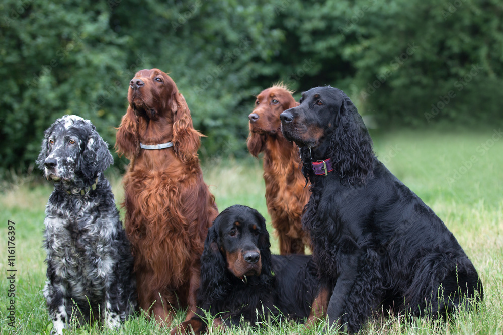 gordon setters, Irish setter, English setter, family setters