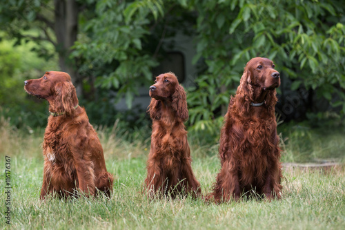 Tapety artystyczne Irish Setter Dog with grass background