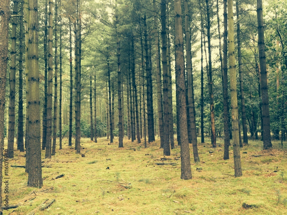 Fototapeta premium Wald